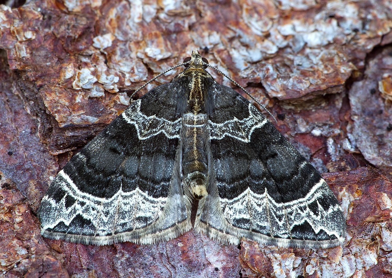 Ecliptopera silaceata