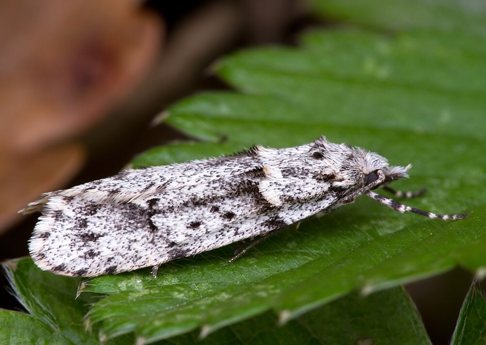 Diurnea fagella