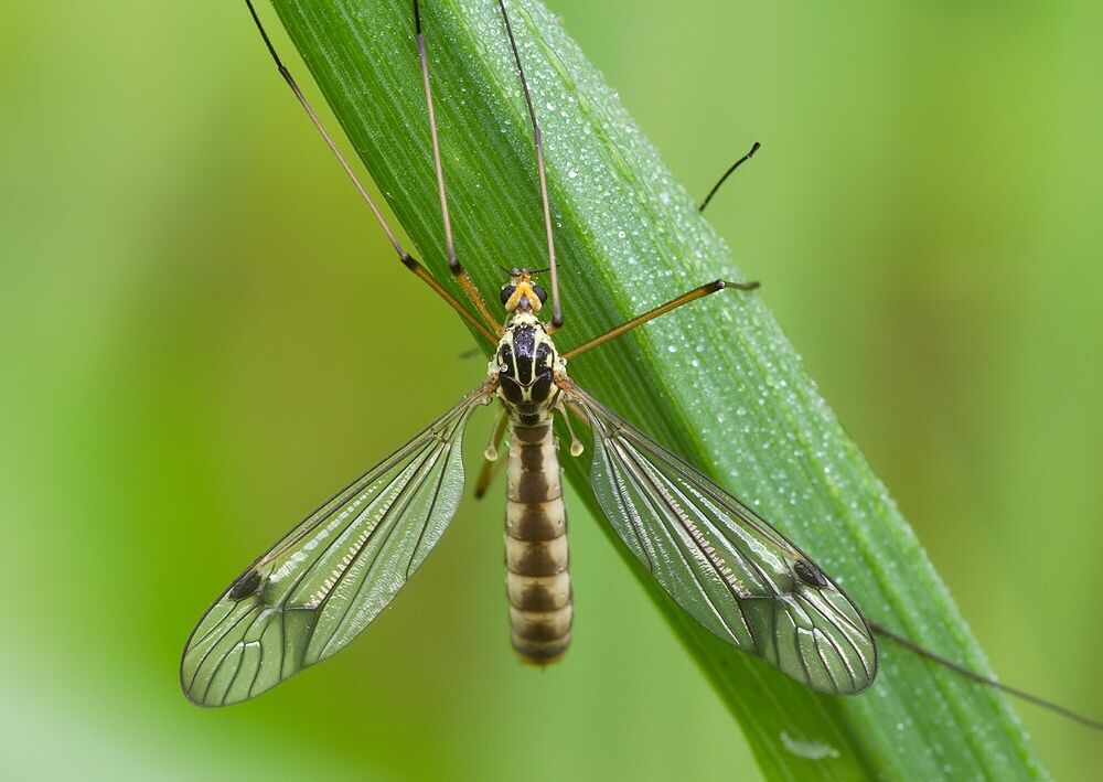 Nephrotoma quadrifaria
