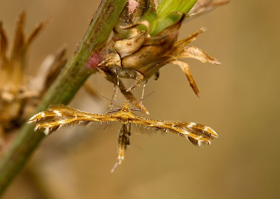 Crombrugghia distans