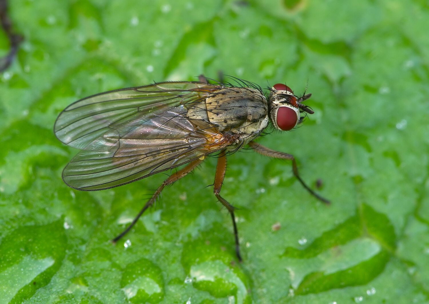 Hylemya vagans