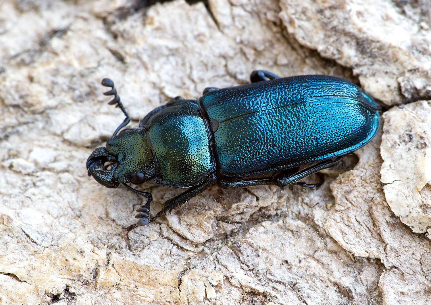 Platycerus caraboides