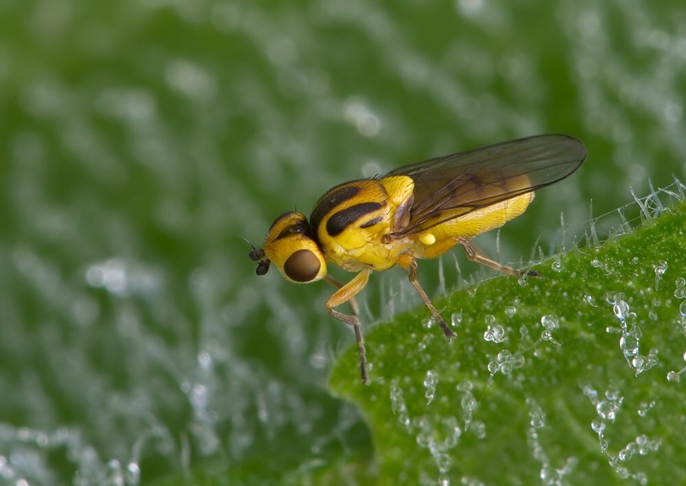 Chlorops ringens