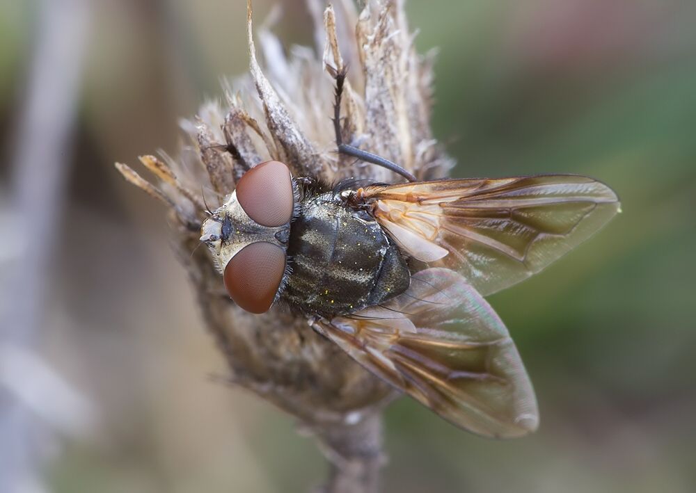 Phasia obesa