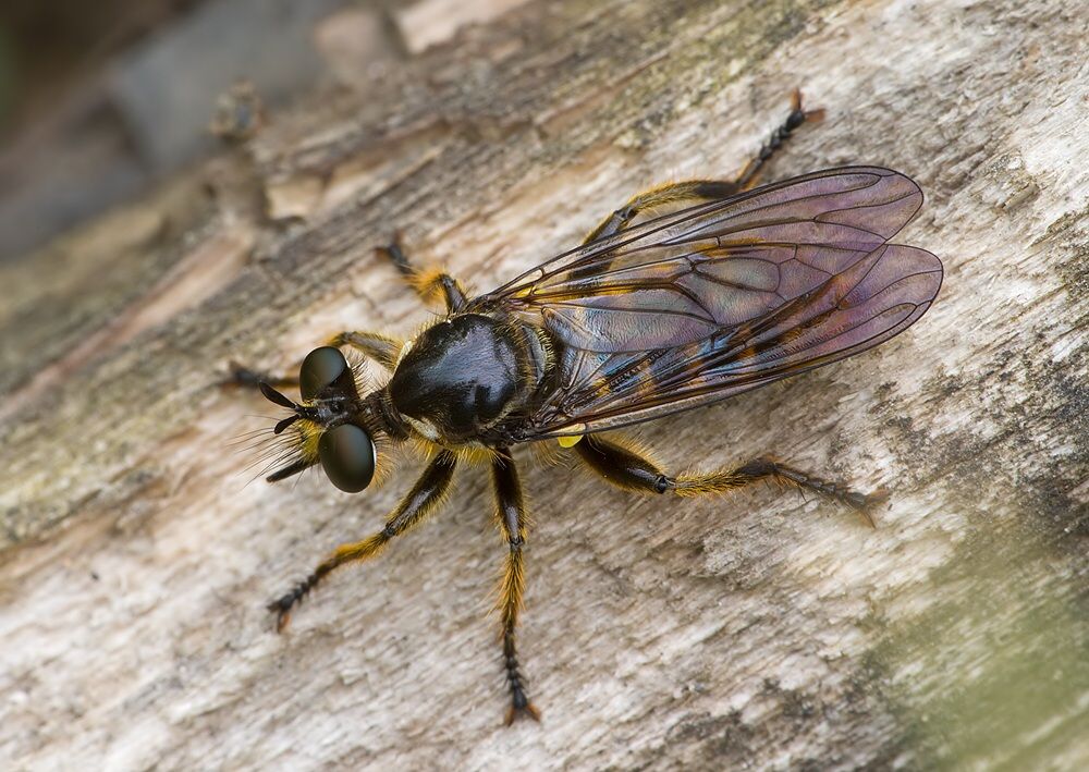 Choerades marginata