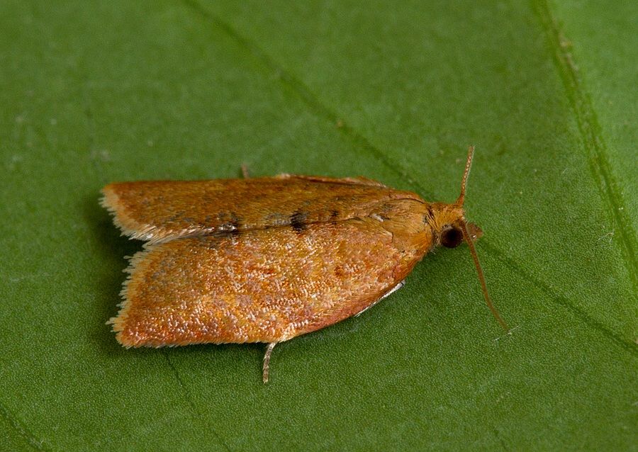 Clepsis consimilana