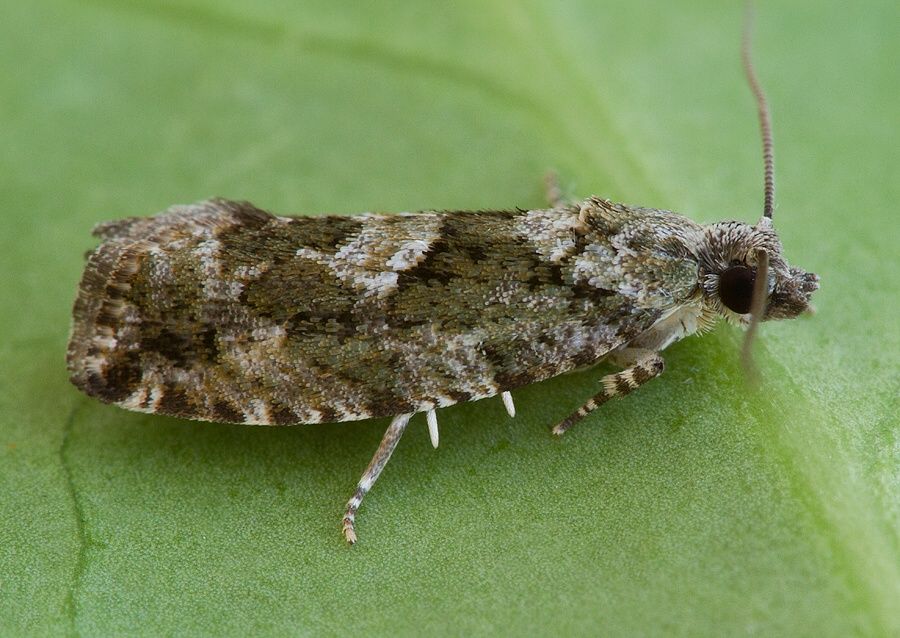 Zeiraphera isertana