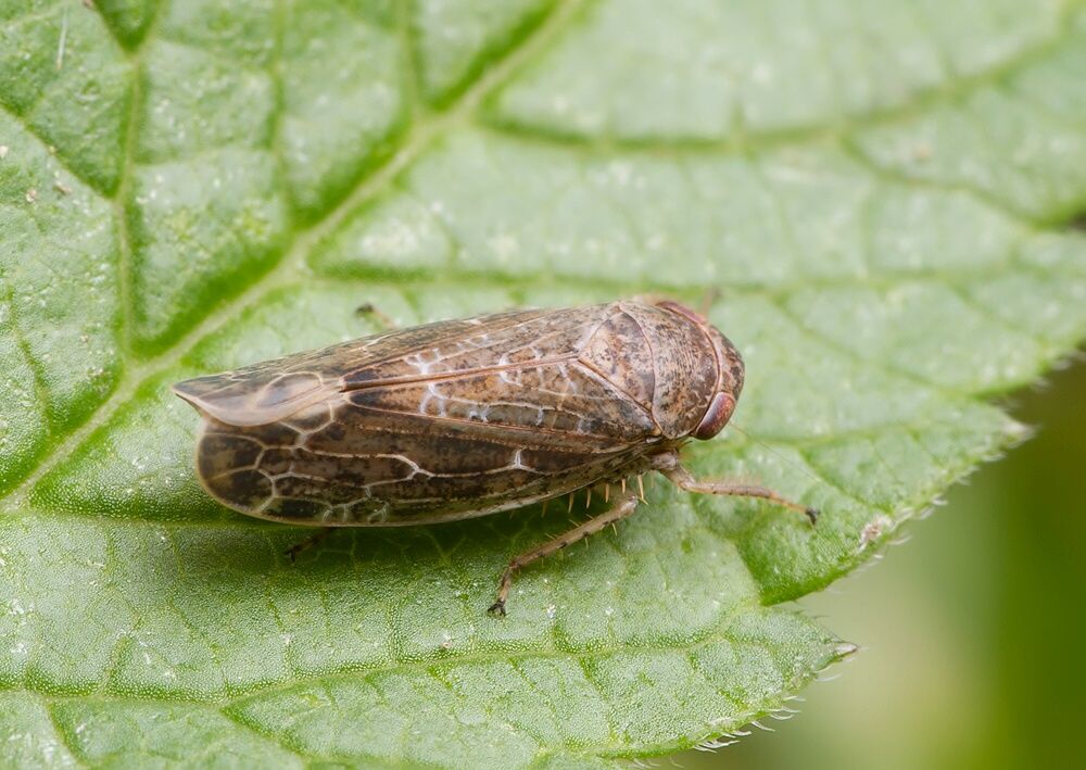 Allygidius commutatus