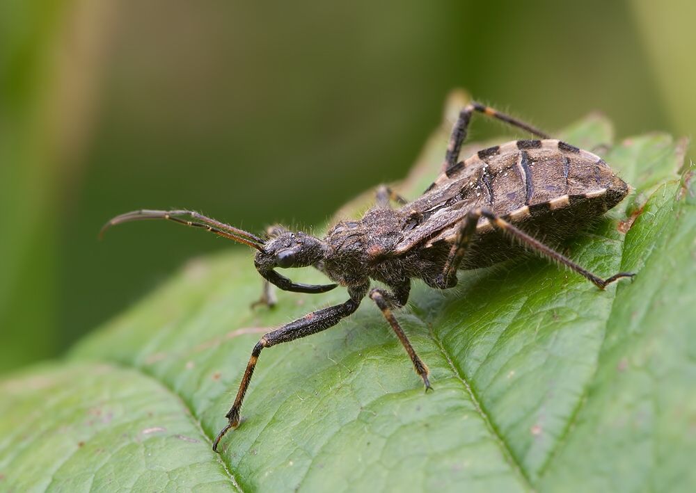 Coranus subapterus