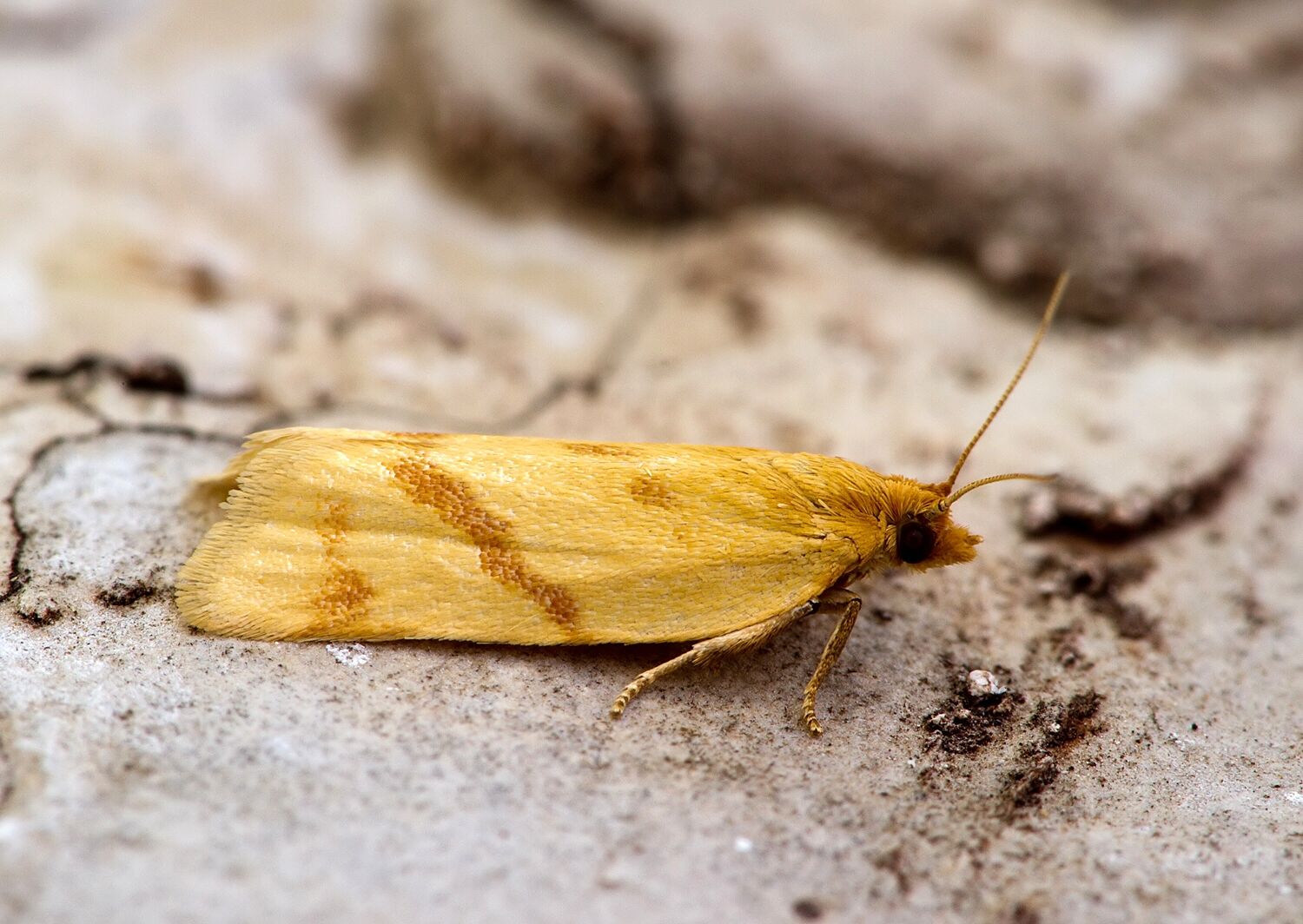 Clepsis pallidana