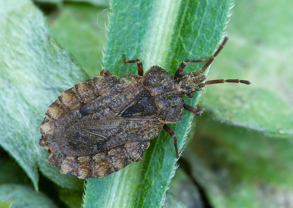 Aradus conspicuus