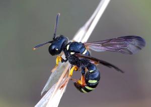 Brachystegus scalaris