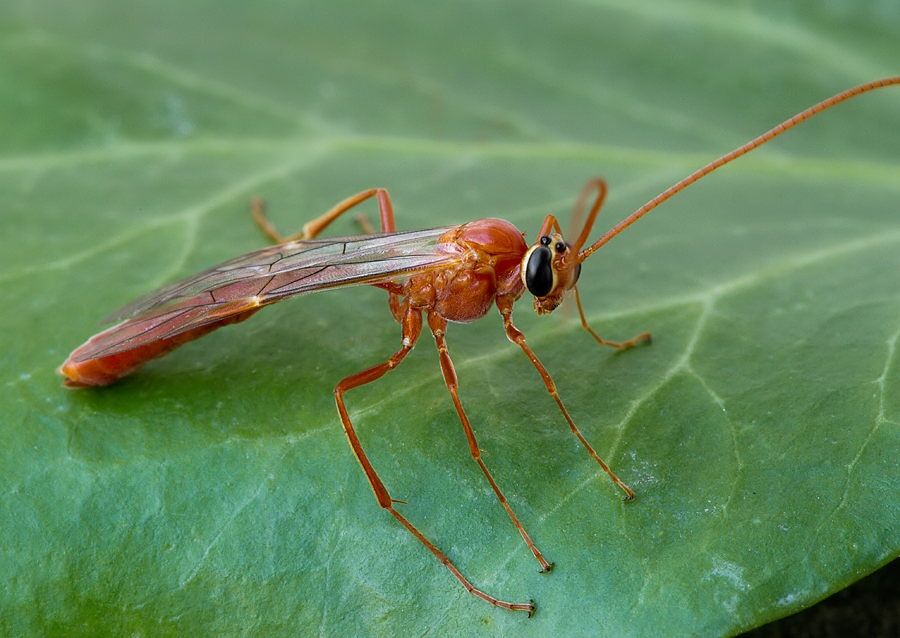 Ophion sp.