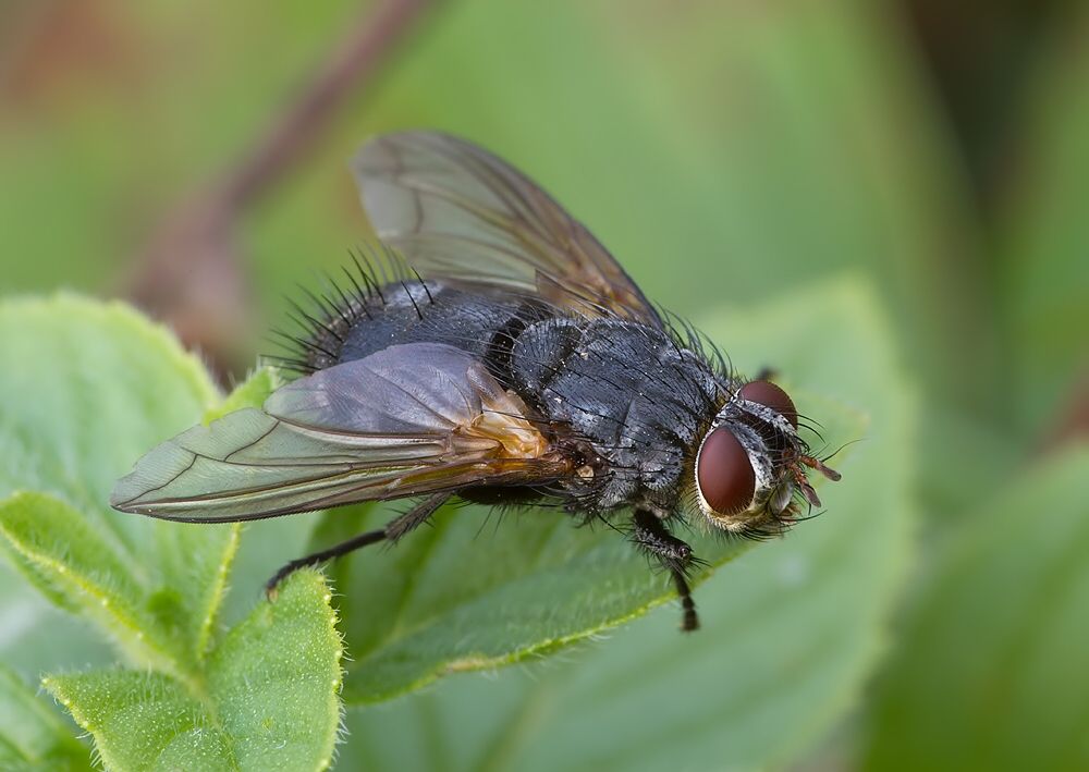 Eurithia connivens cf.