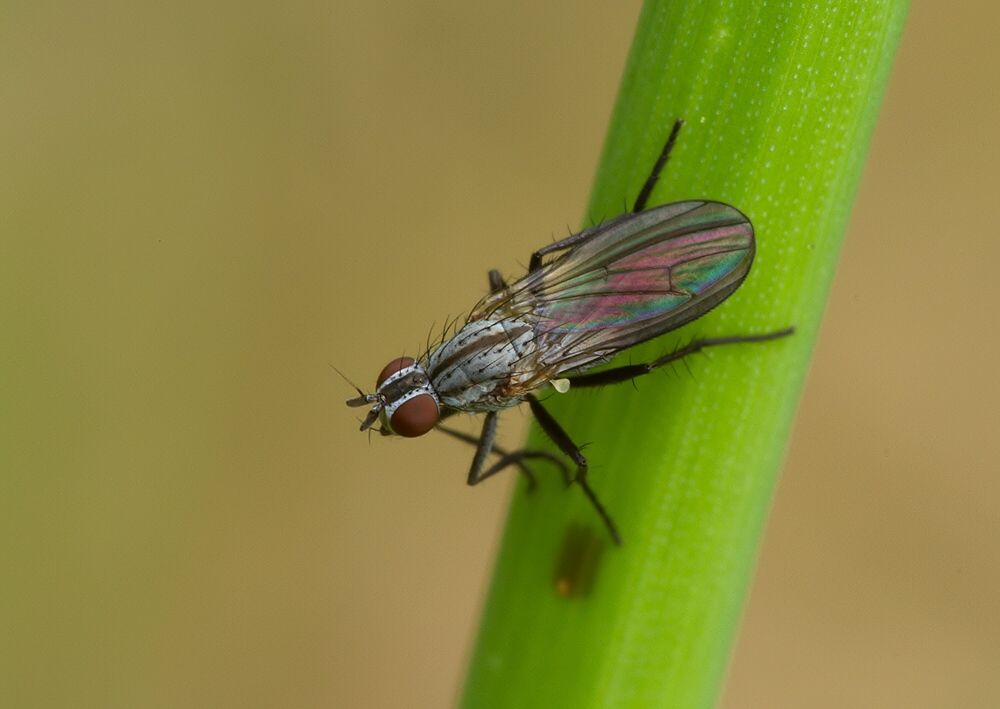 Anthomyia monilis