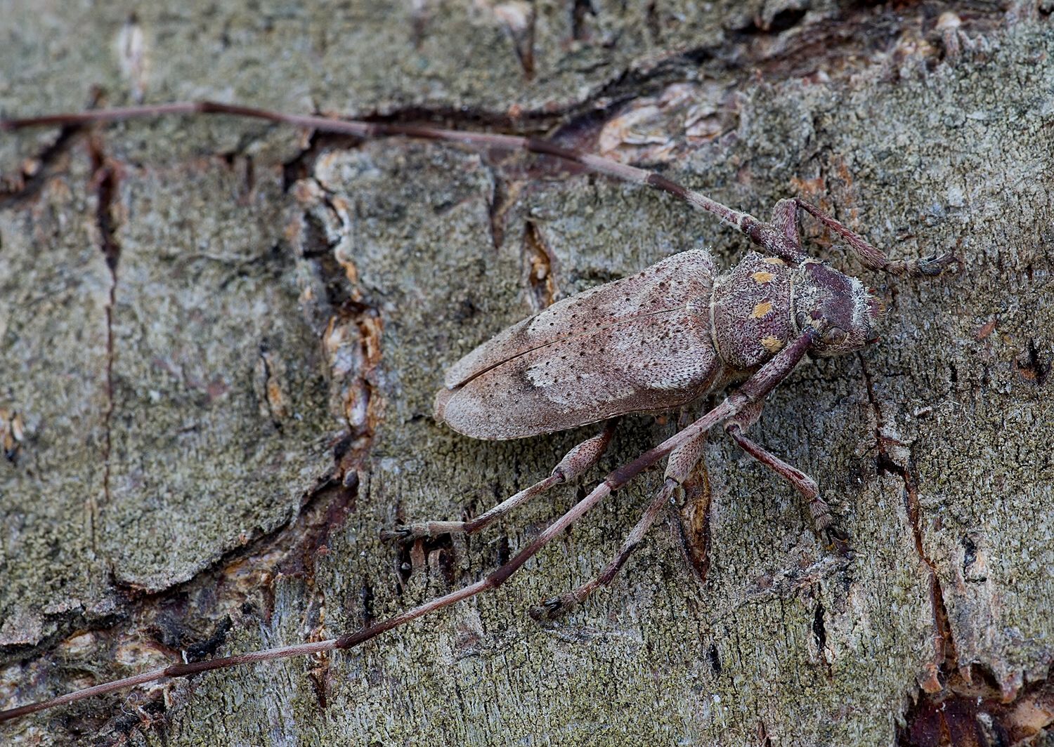 Acanthocinus aedilis