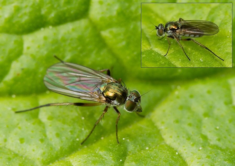 Dolichopus claviger