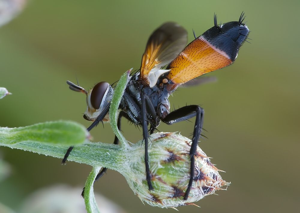 Cylindromyia brassicaria