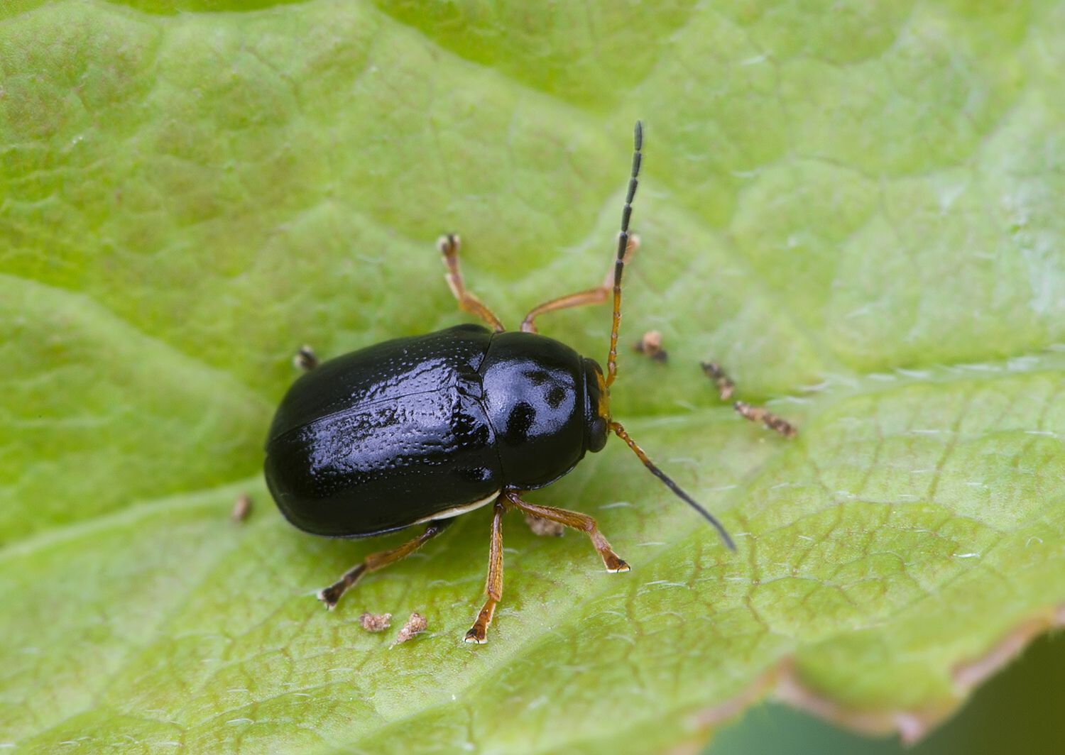 Cryptocephalus flavipes