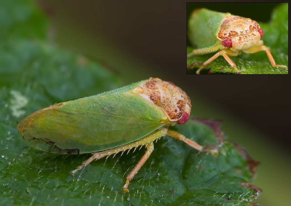 Iassus lanio