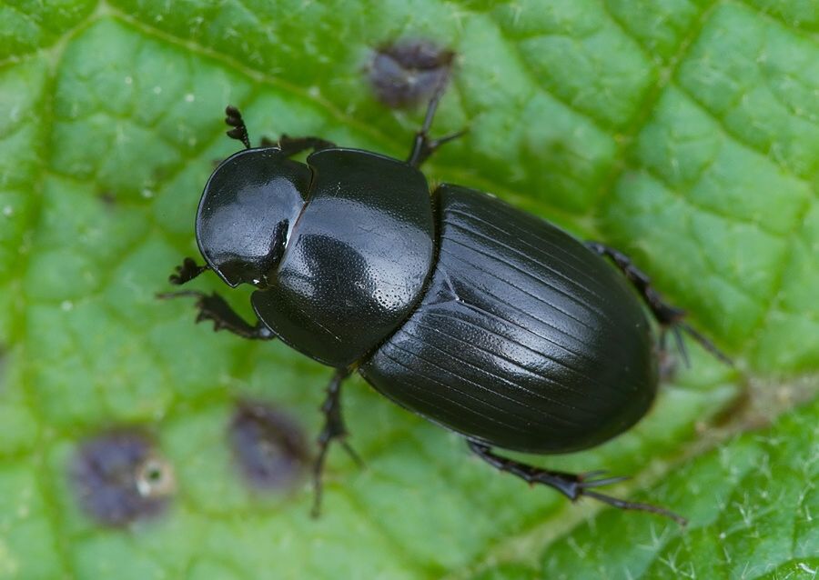Acrossus depressus