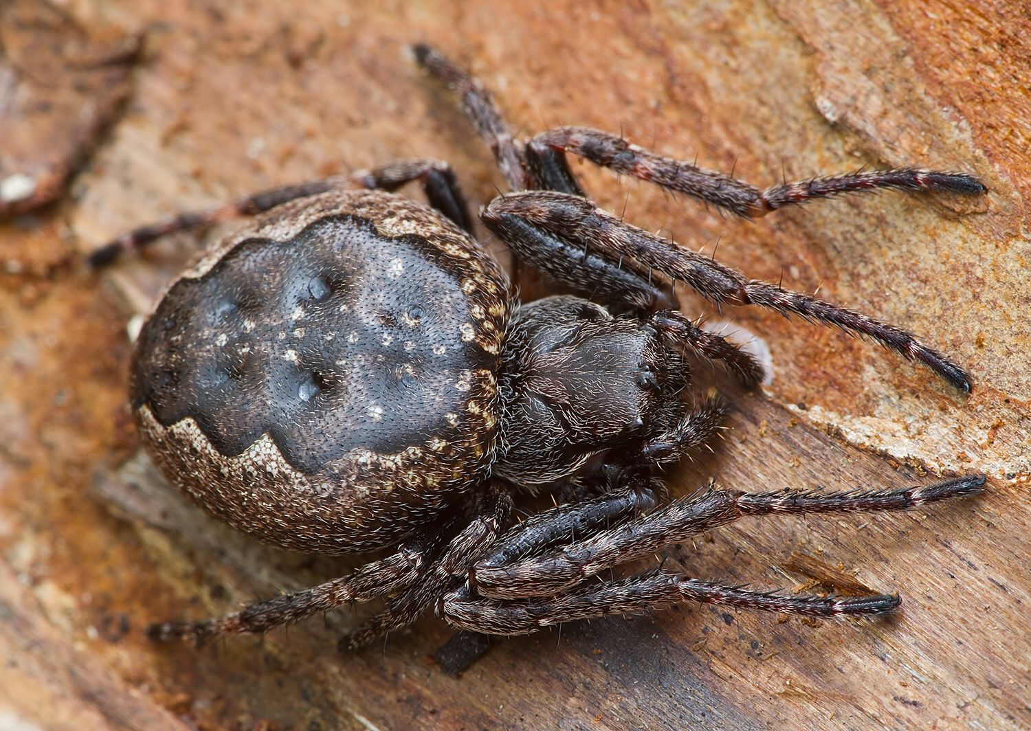 Nuctenea umbratica