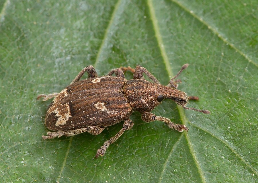Graptus triguttatus