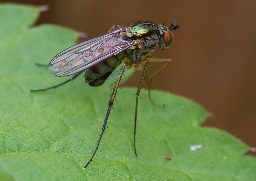 Dolichopus claviger