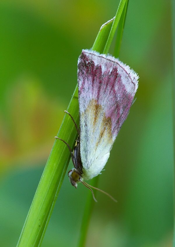 Eublemma purpurina