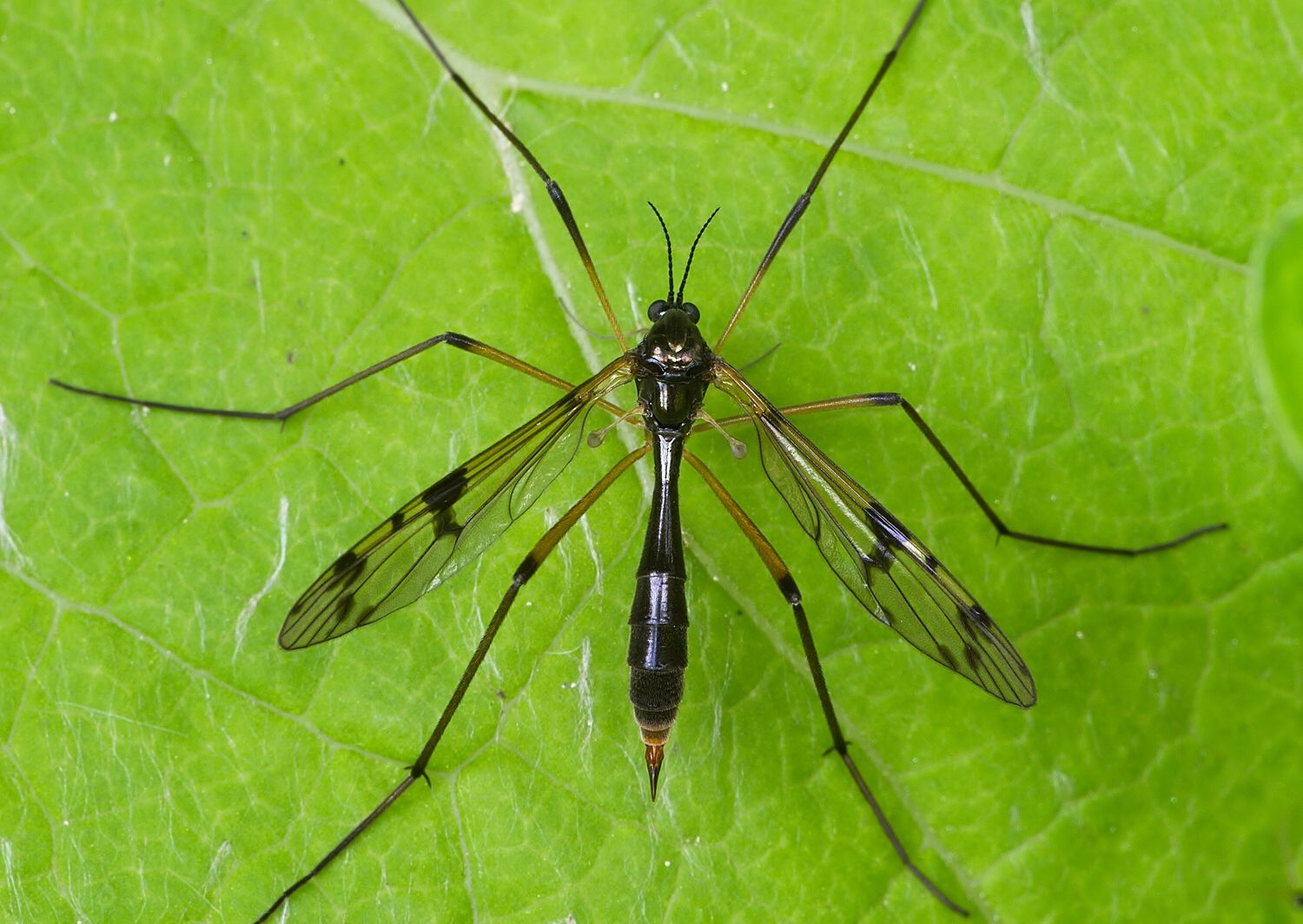Ptychoptera contaminata