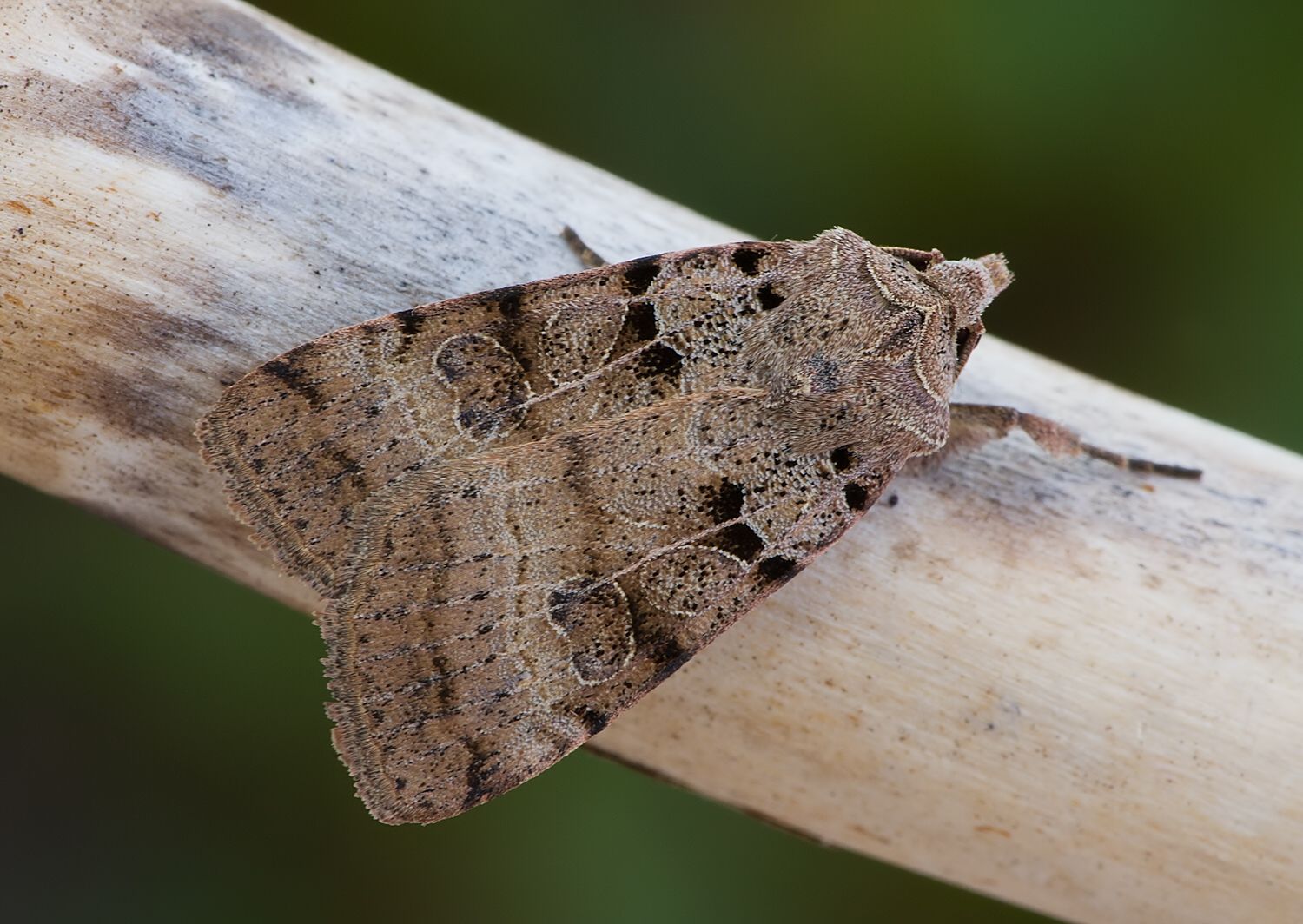 Eugnorisma depuncta
