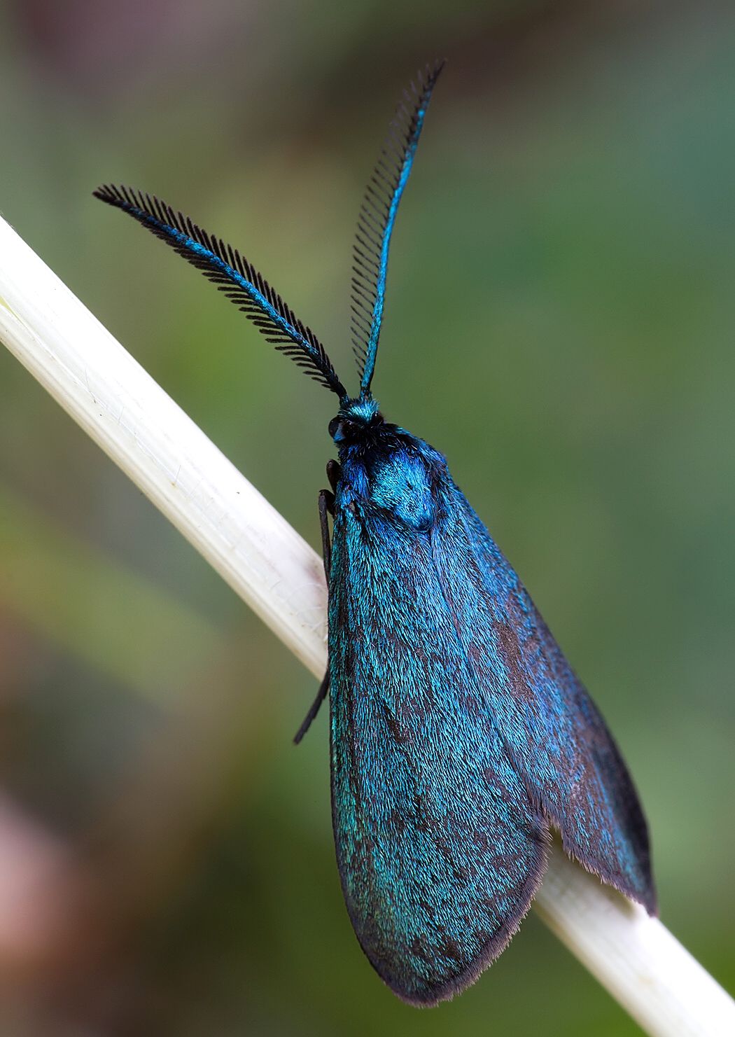 Rhagades pruni