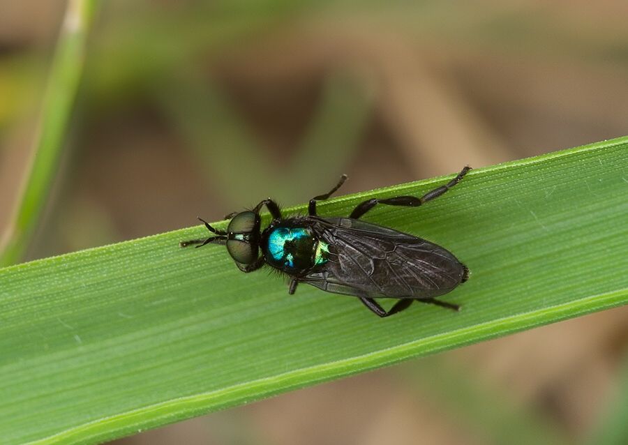 Beris geniculata