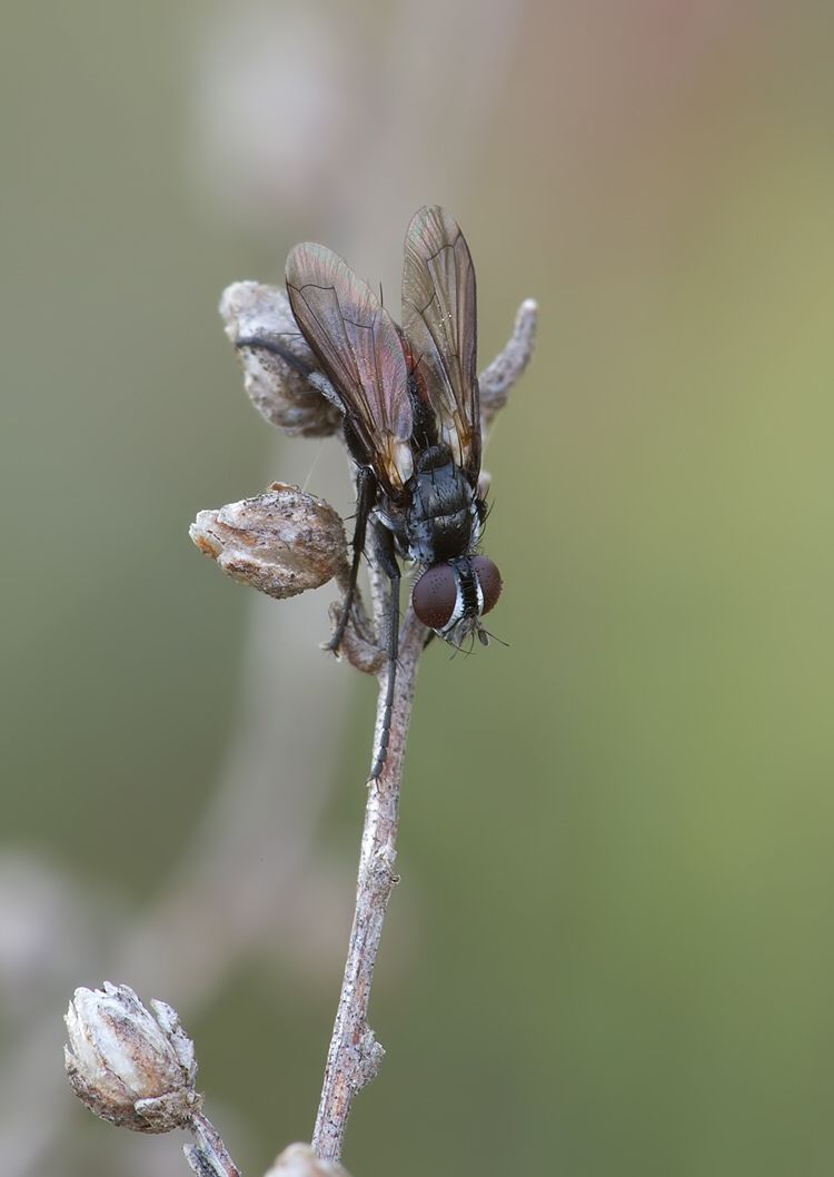 Cylindromyia pusilla