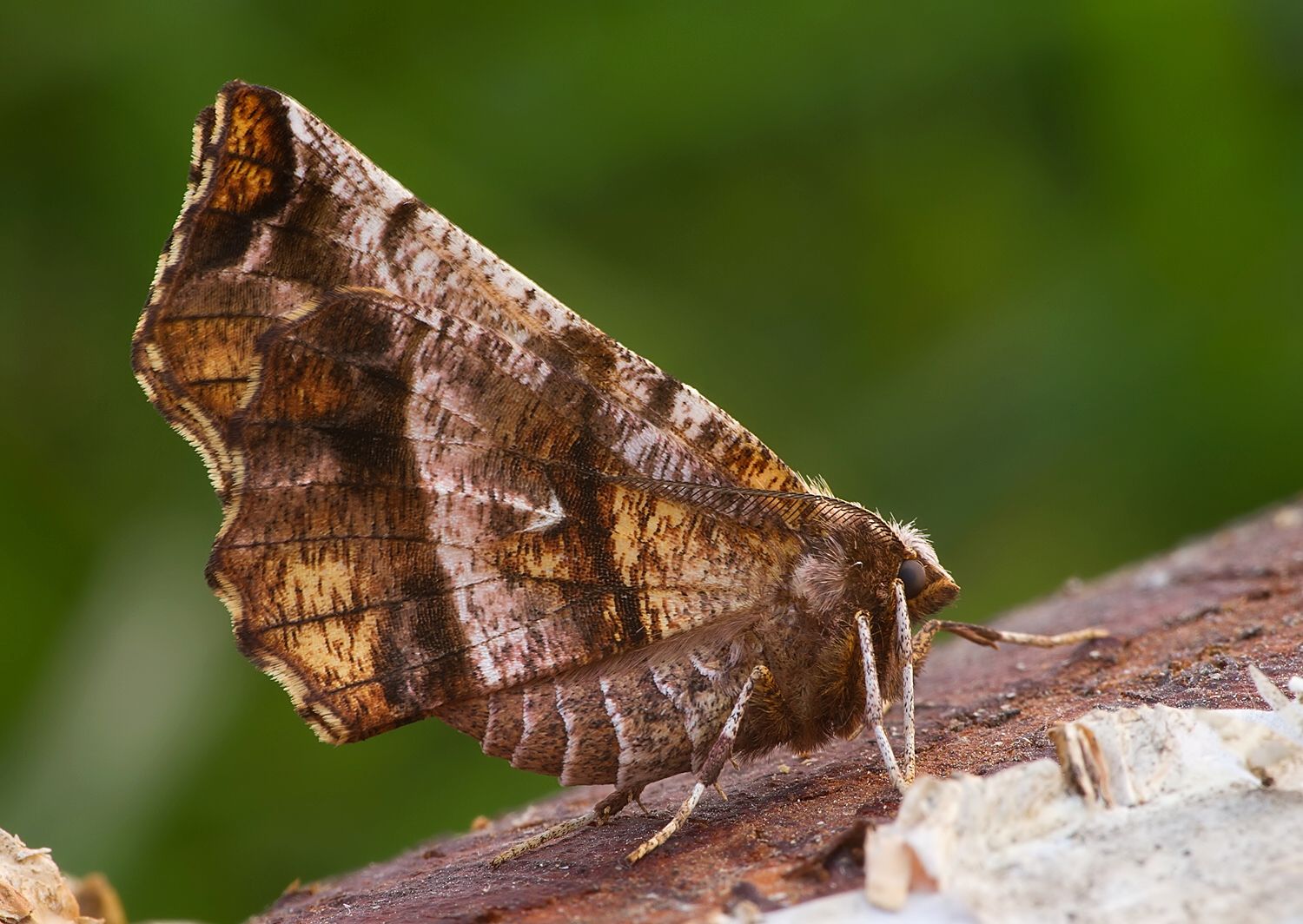 Selenia dentaria