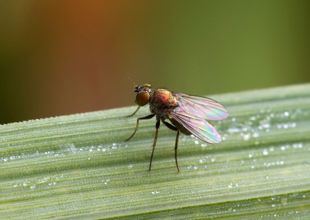 Chrysotus gramineus