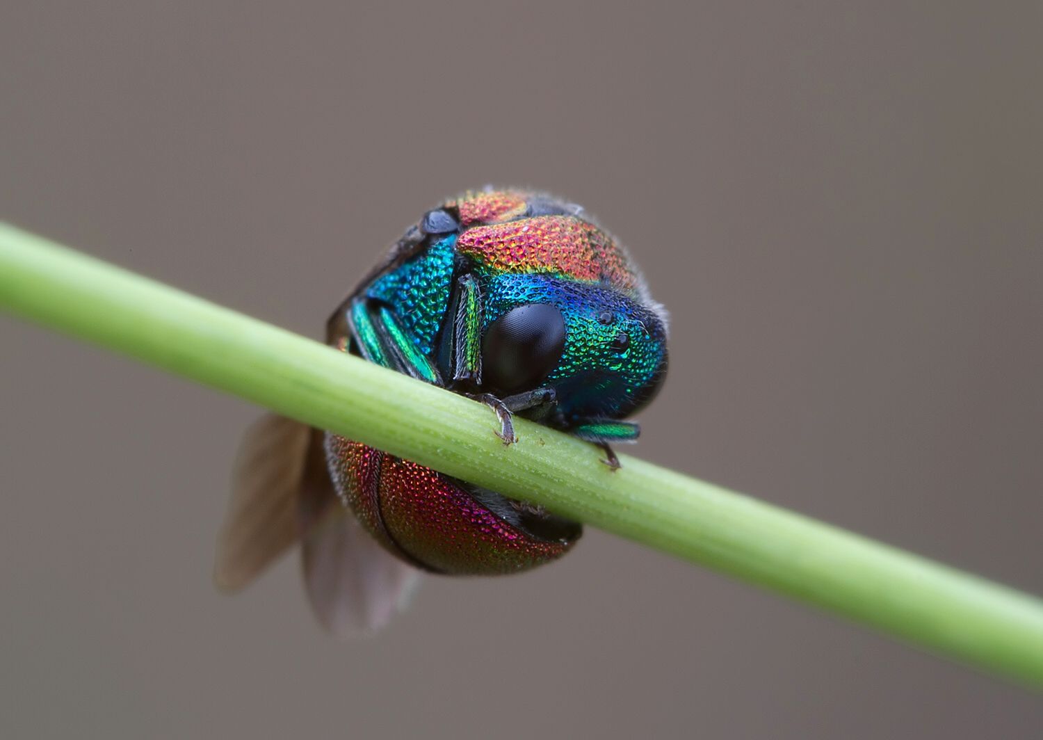 Hedychrum nobile