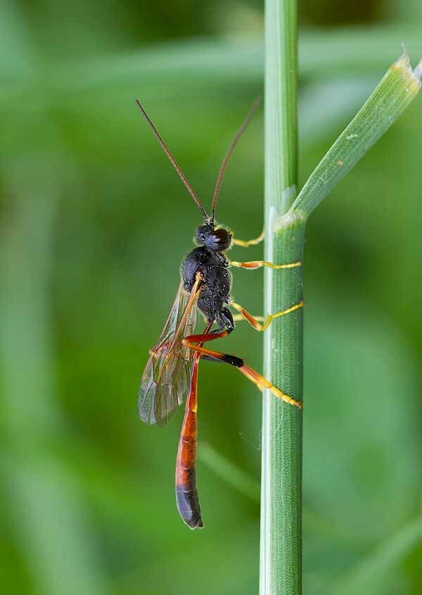 Erigorgus cerinops