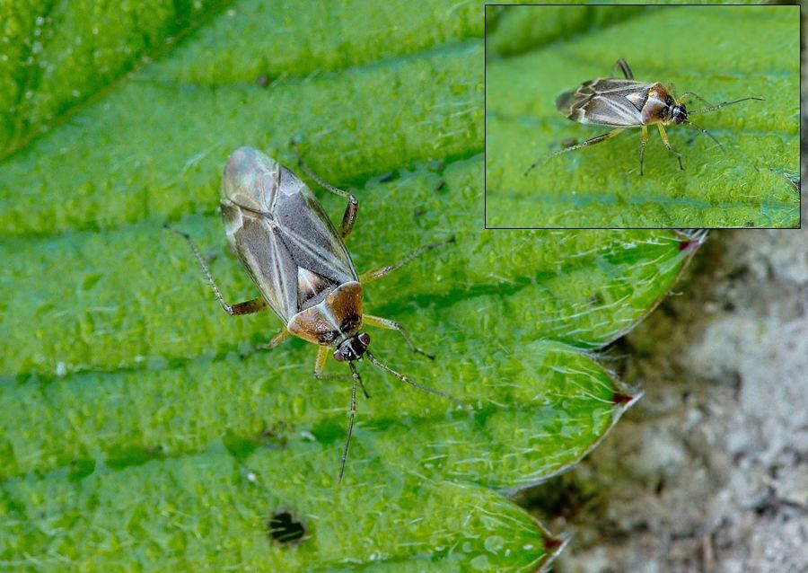 Harpocera thoracica