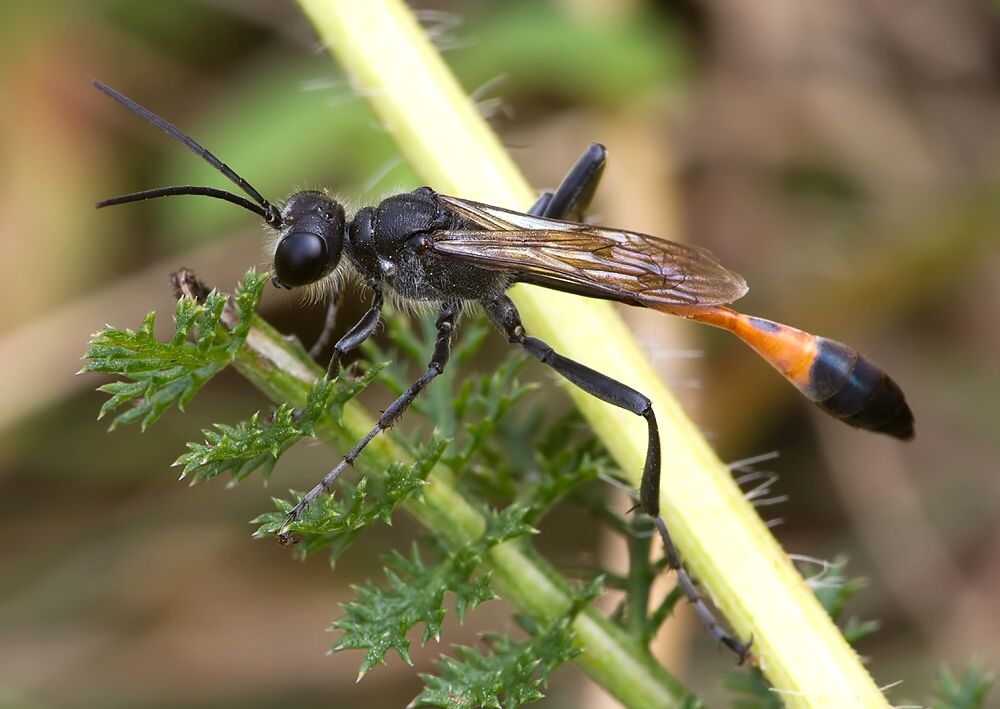Ammophila sabulosa