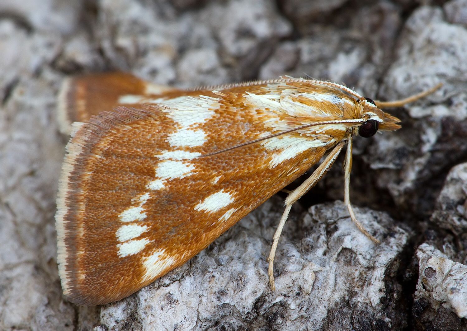 Epascestria pustulalis