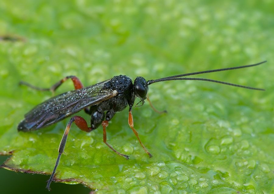 Banchus sp.