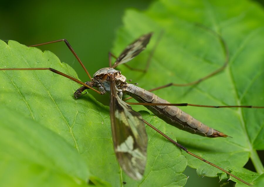 Tipula maxima