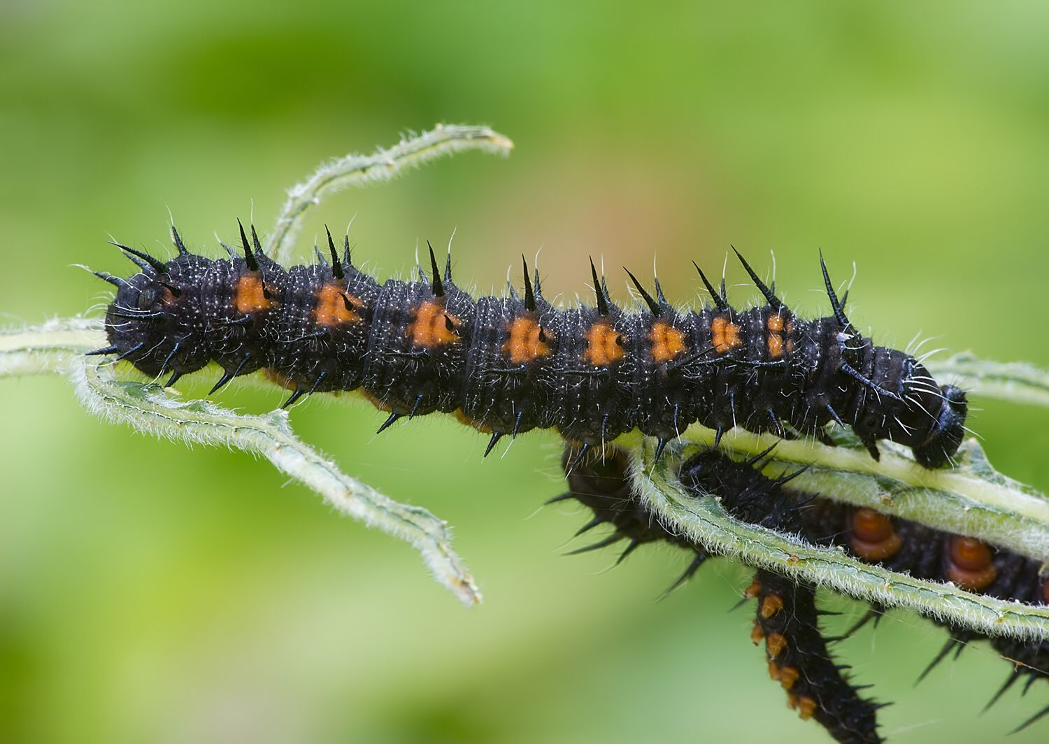 Nymphalis antiopa