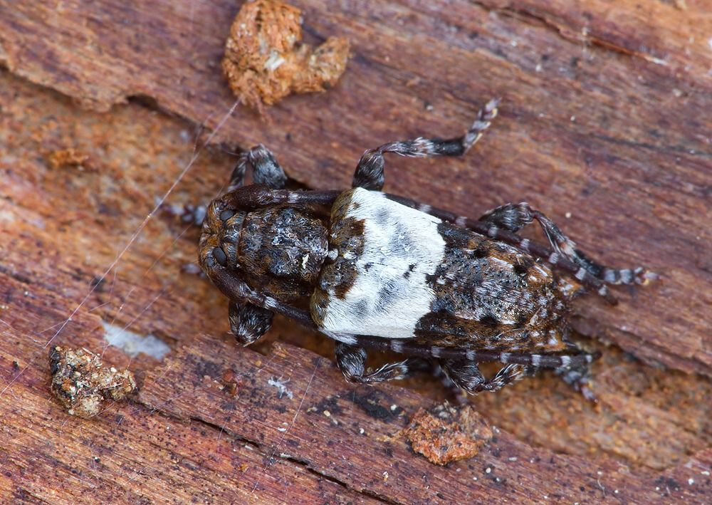 Pogonocherus hispidulus