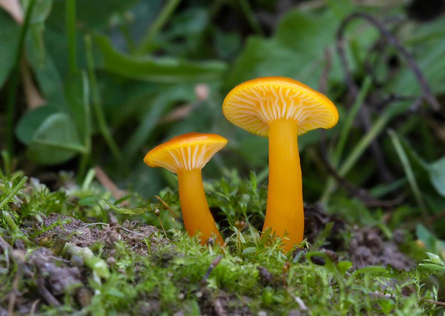 Hygrocybe ceracea