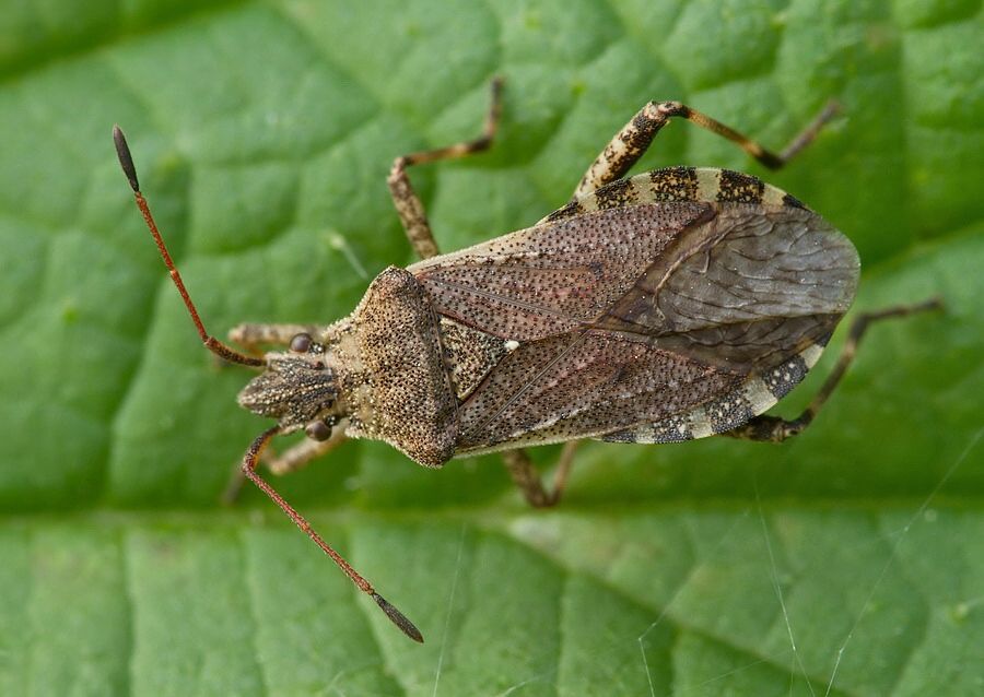 Ceraleptus gracilicornis