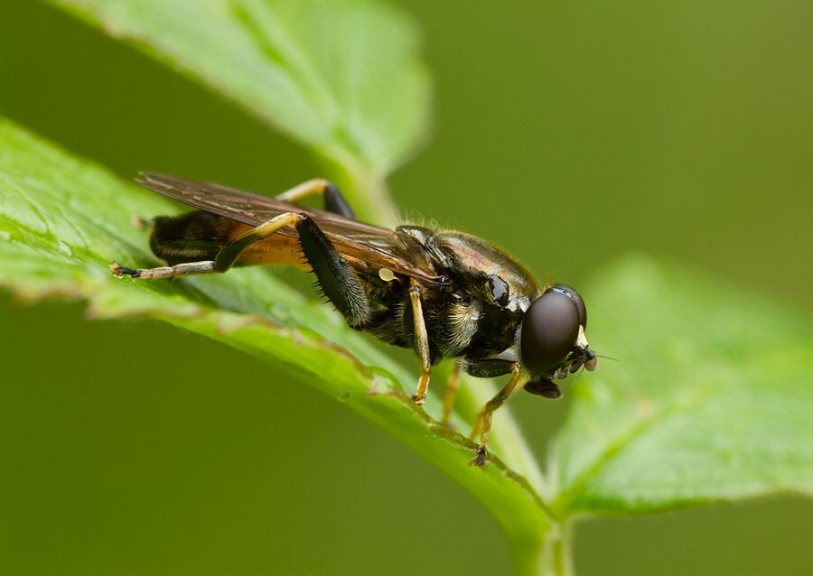 Xylota segnis