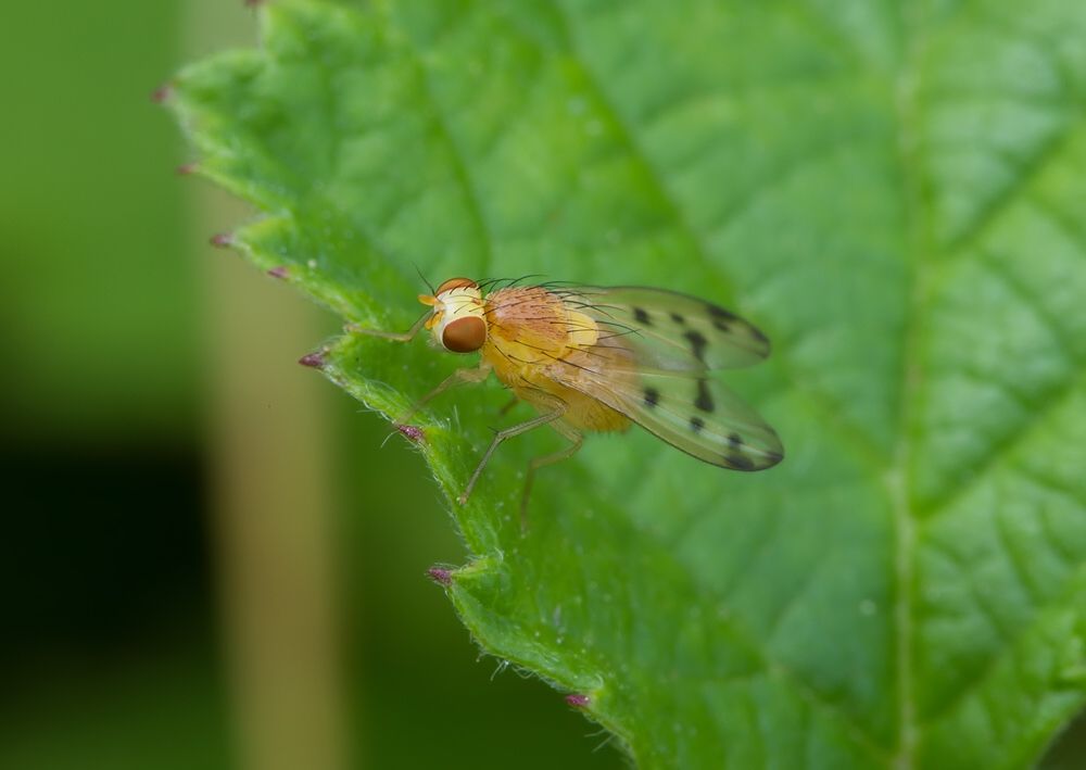 Homoneura notata