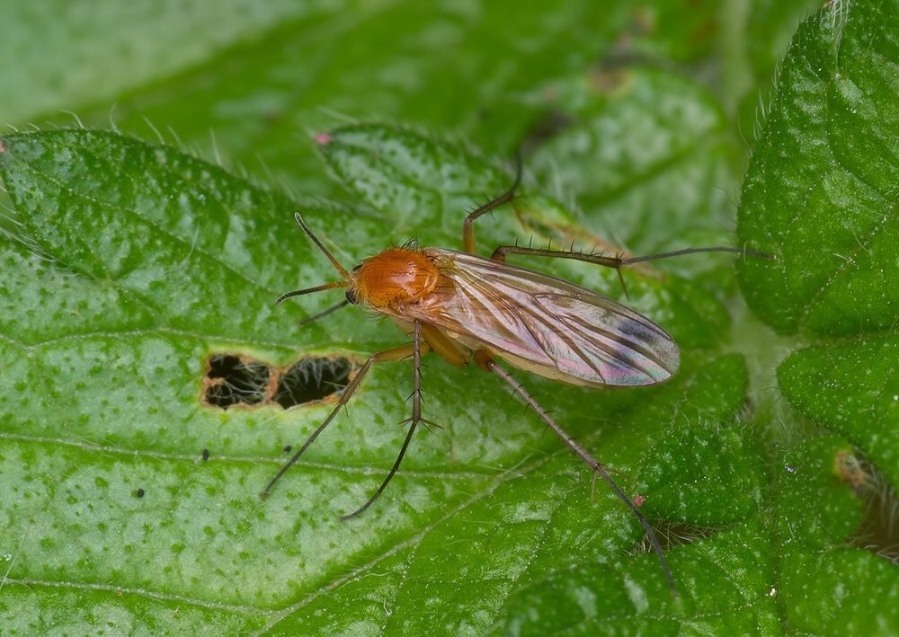 Leia fascipennis